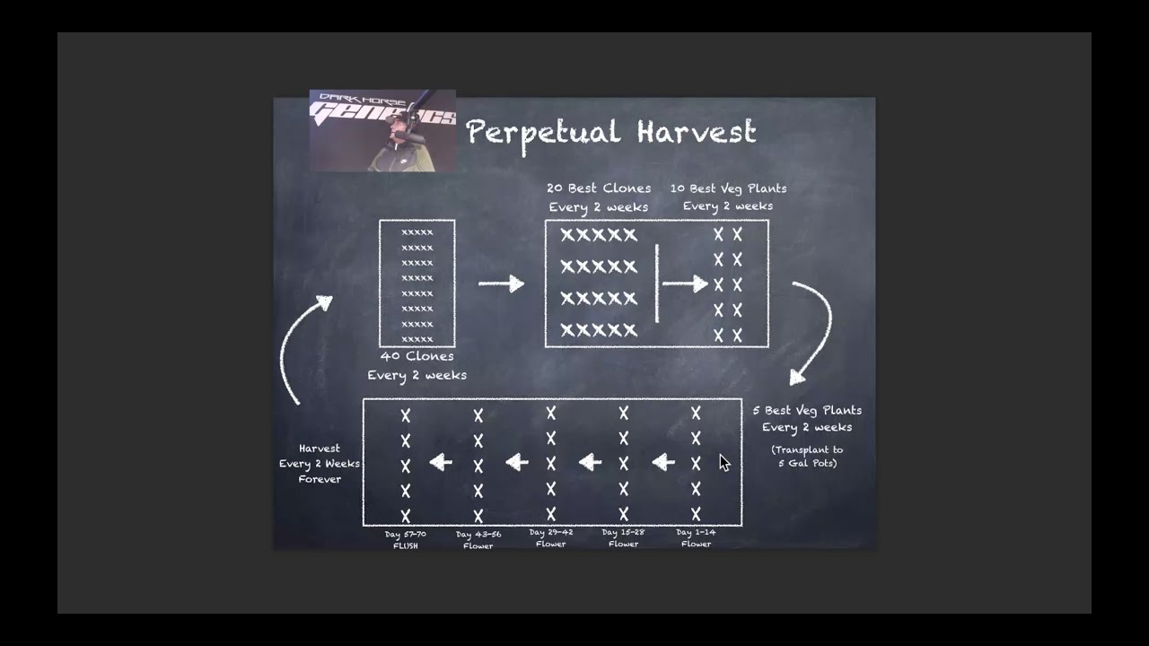 Dark Horse Live E09   How to grow a half lb every 2 weeks for life with Perpetual Harvest
