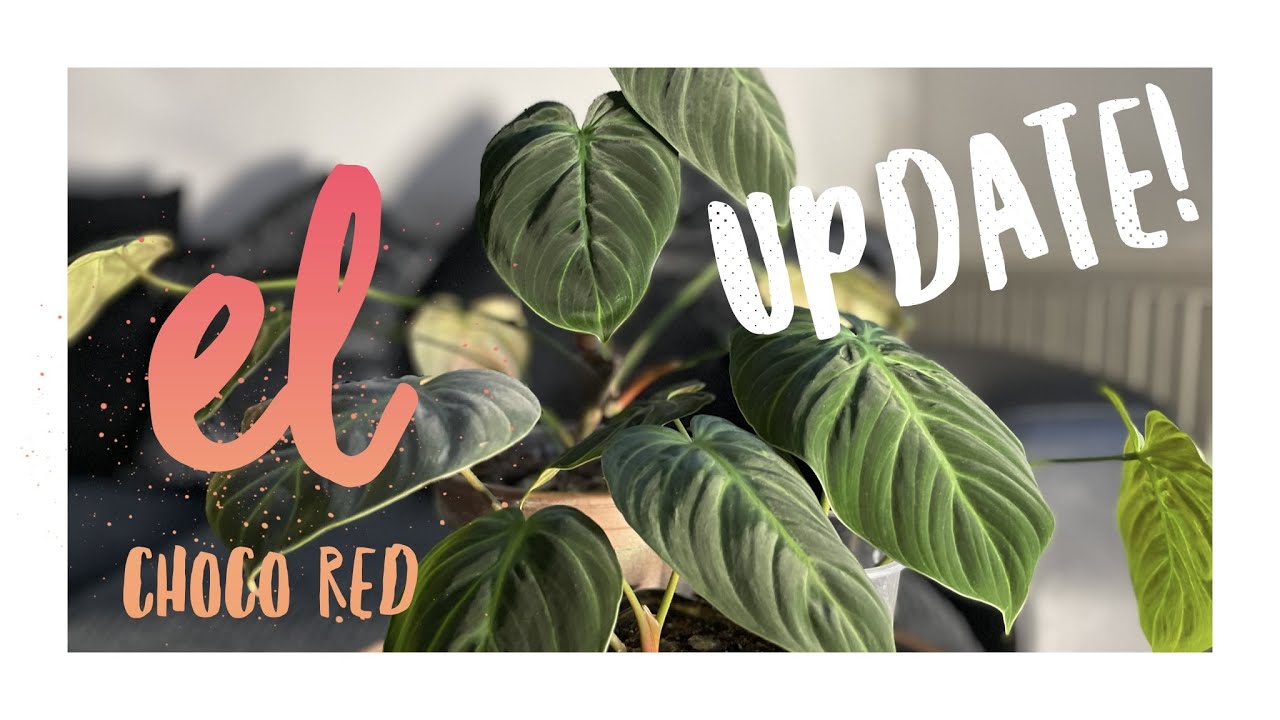 El Choco Red - Update!