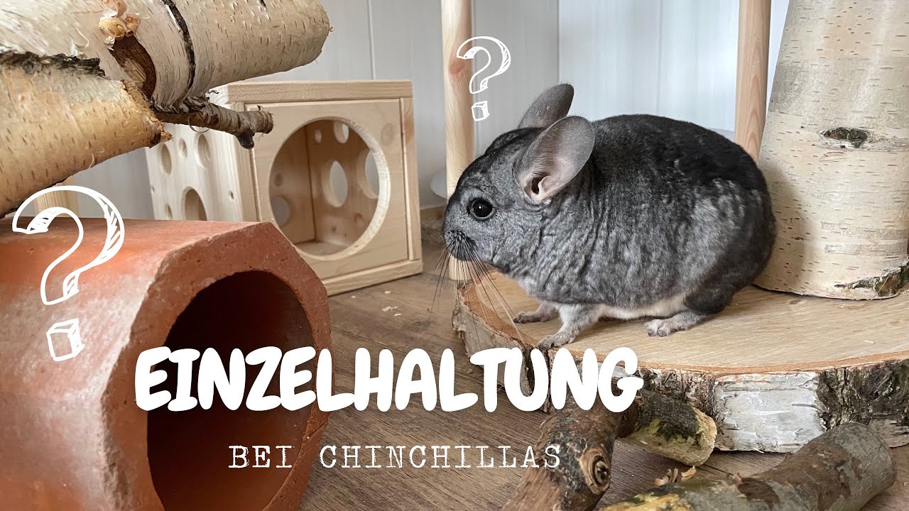 Einzelhaltung von Chinchillas? - Darf ich das? | Stupsnasenbande