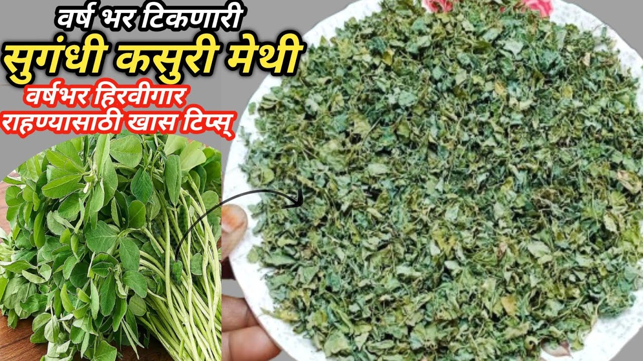घरच्या घरी सुगंधी कसुरी मेथी बनवा | वर्षभर कसुरी मेथी हिरवीगार राहण्यासाठी खास टिप्स् l KasuriMethi