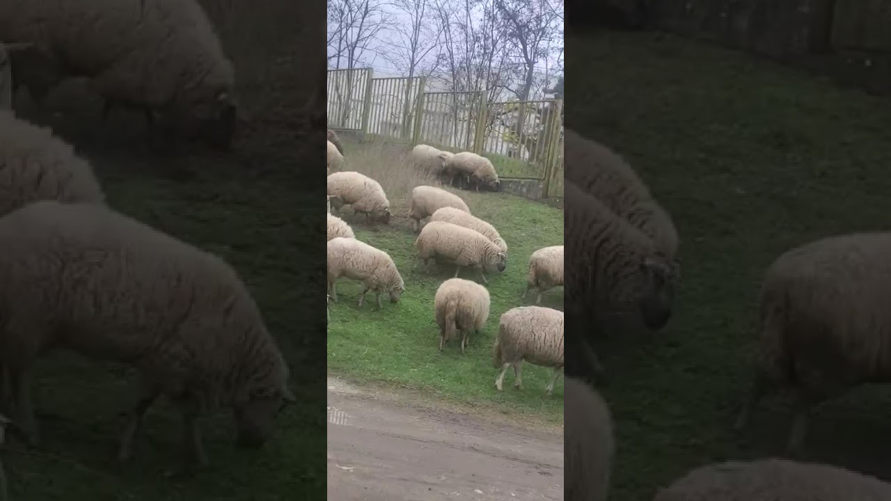 SUSU  chăn cừu  nè 🐑🐕