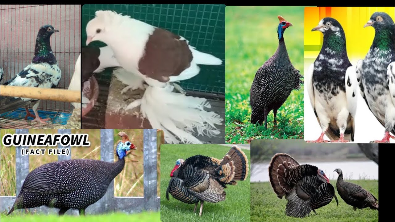 Jumma k sath dhama ka offer me sab udan pigeon fancy pigeon vasai only 