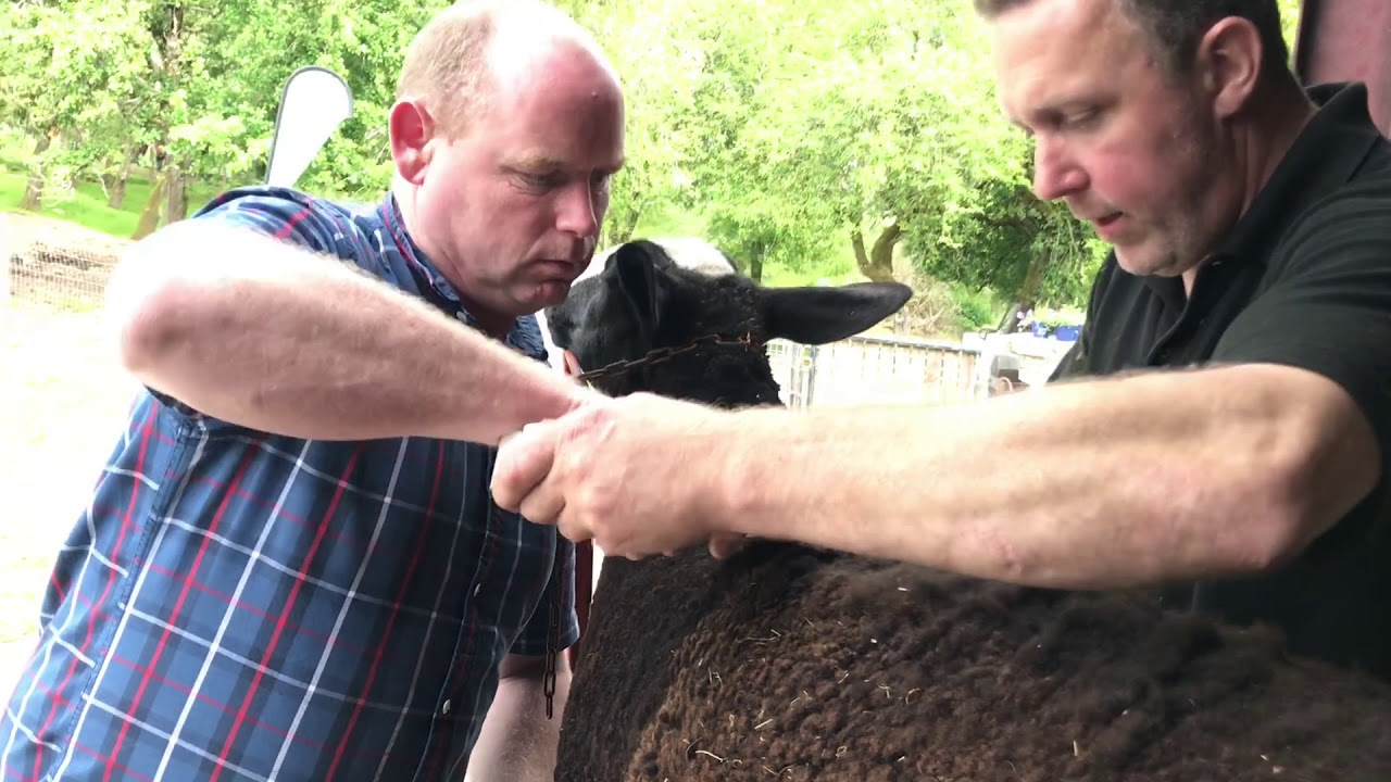 Zwartbles Show Trim Demo