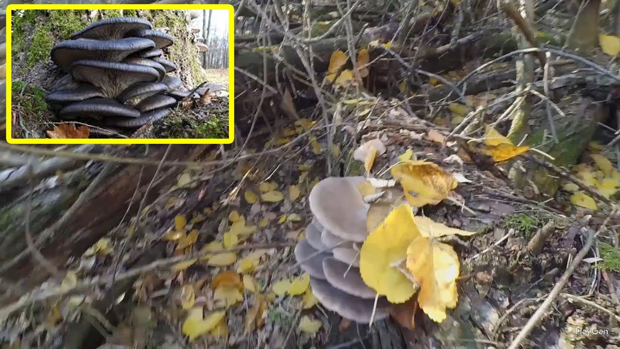 Вешенки в лесу
