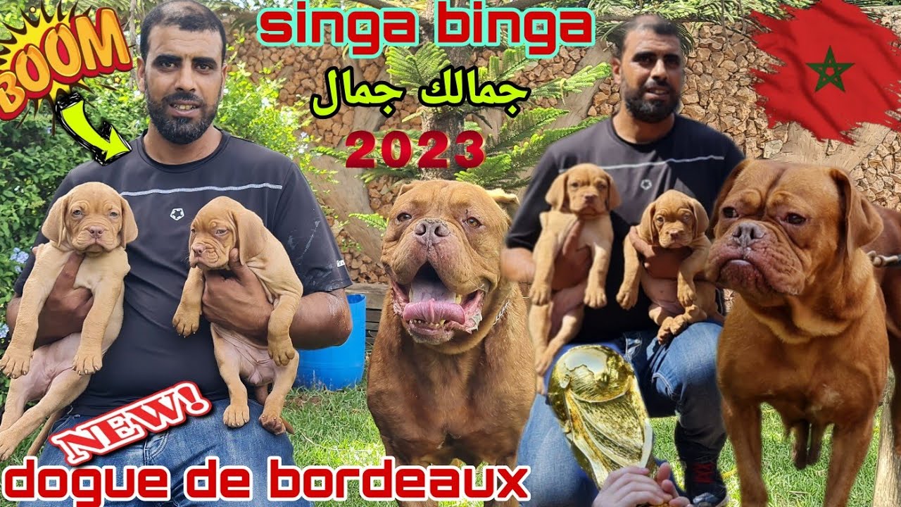 زيارة مفاجأة عند الولوع عبد القادر  #حد_السوالم مع احسن الكلاب #doguedebordeaux #malinois وجمالك 🥇😍