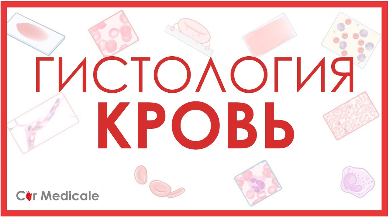 Гистология: кровь