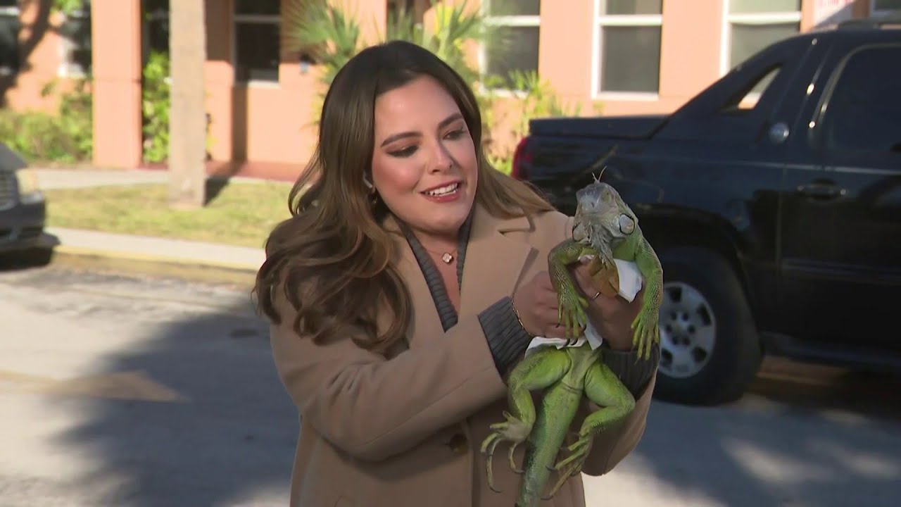 Iguana gets friendly with Local 10's Gabrielle Arzola during chilly New Year's Eve in South Florida