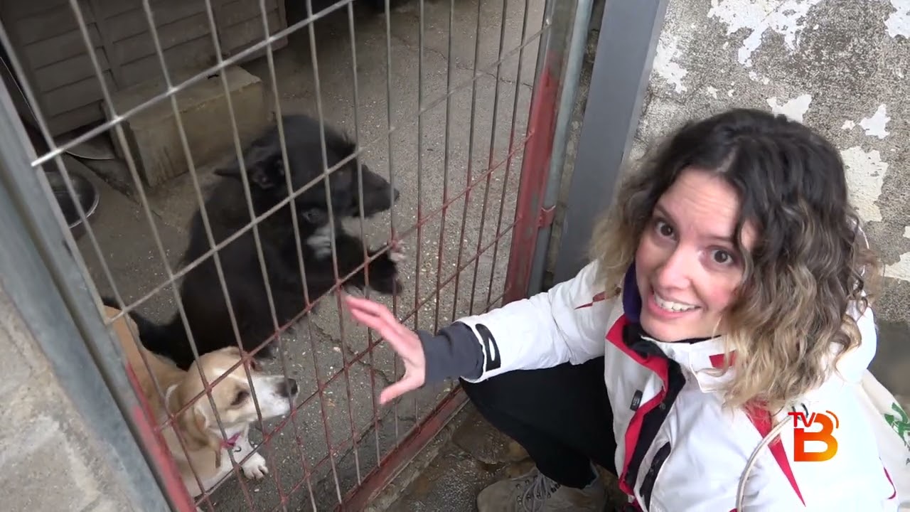 🐶 Voluntarios en acción: así se vive en la protectora de perros de Benavente ❤️
