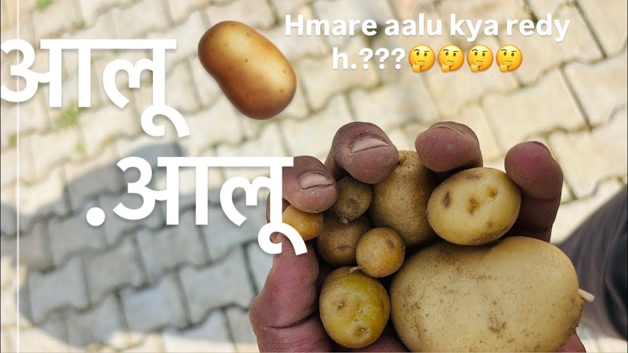 Day-98 aaj guys mene dekhe apne aalu kitne bde hue h aap b dekhna guys 6 mnth hogye h aaluo ko 🫀🫀