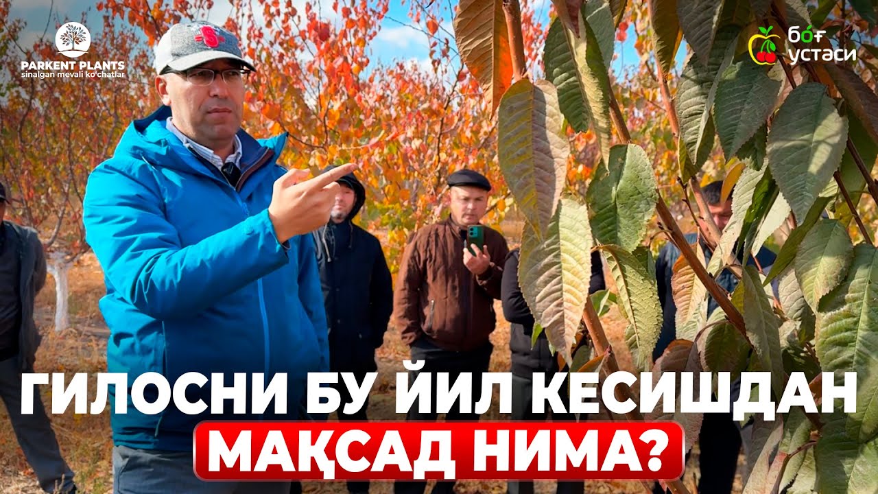 ГИЛОС КЕСИШДАГИ ЭНГ МУҲИМ ҚОИДАЛАР ! ЯНГИСИ! | ШУҲРАТ АБРОРОВ #shuhratabrorov #kesish #gilos #shakl