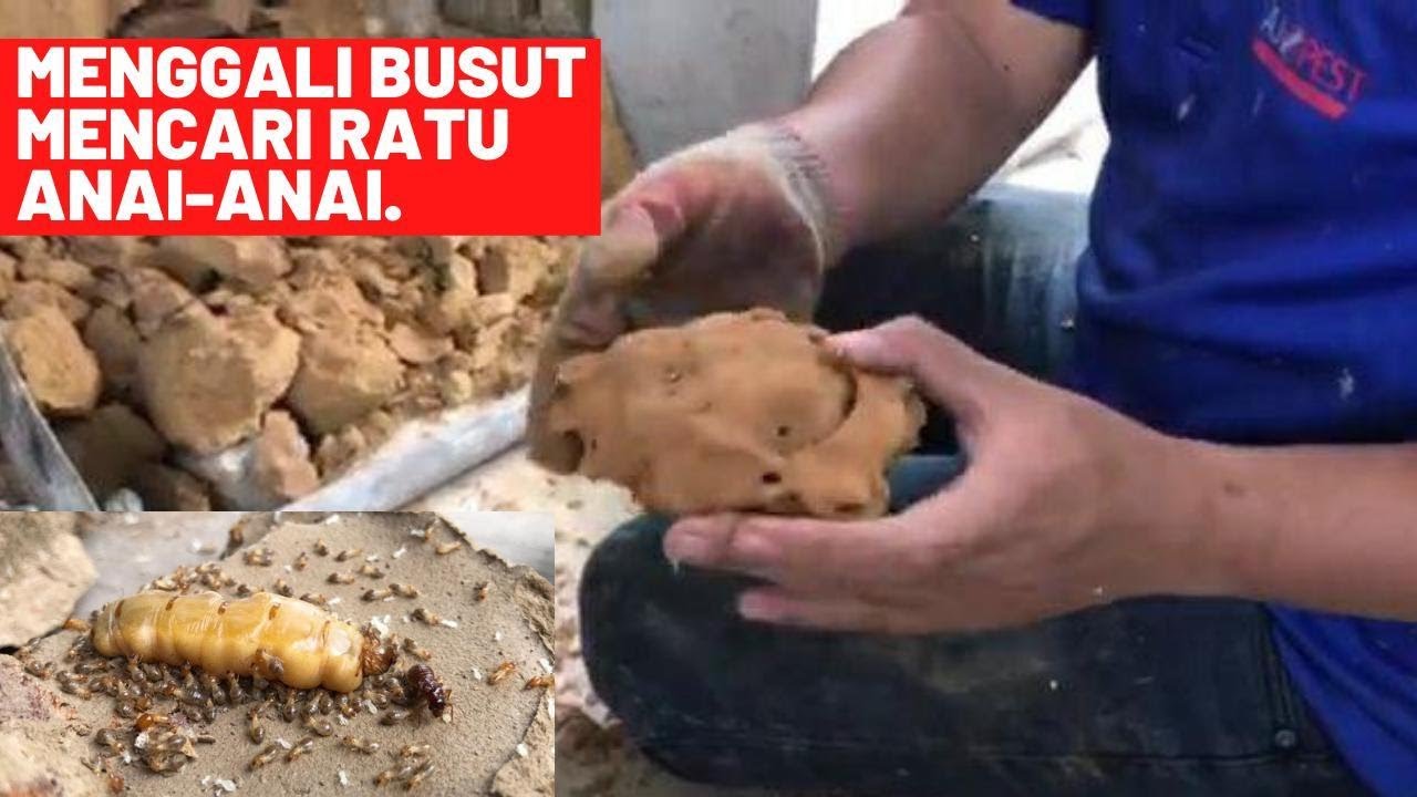 MENGGALI BUSUT MENCARI RATU ANAI-ANAI.