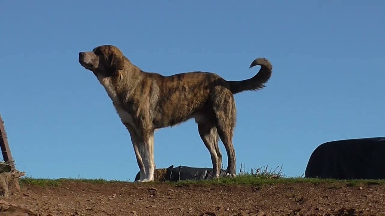 El mastín galgueño