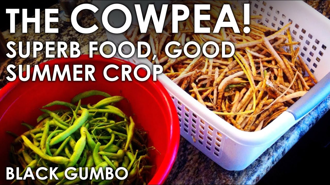 The Wonderful Cowpea - Beneficial Crop and Tasty Too! || Black Gumbo