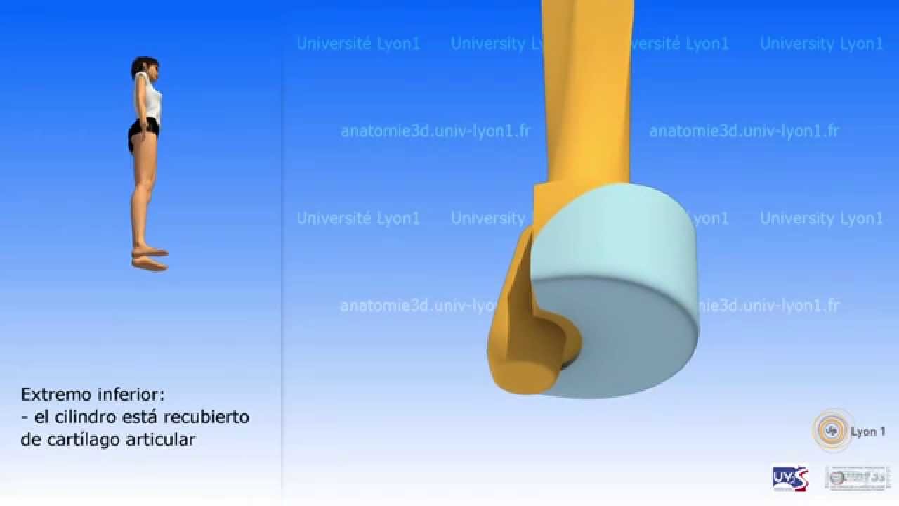El cúbito