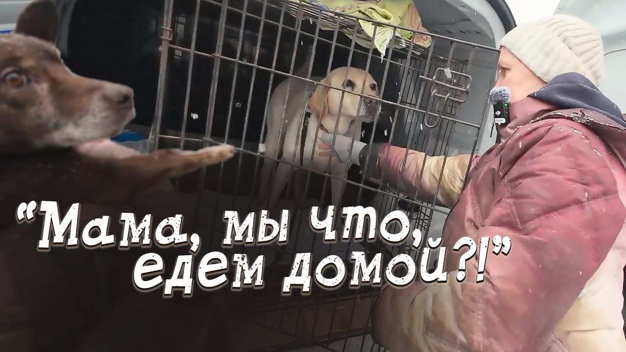 Подбитый старый пёс и выгнанный жить на улицу лабрадор. Едем забирать этих двух!