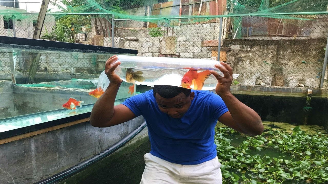 peces goldfish que se volvieron monstruo realidad o historia parte 2