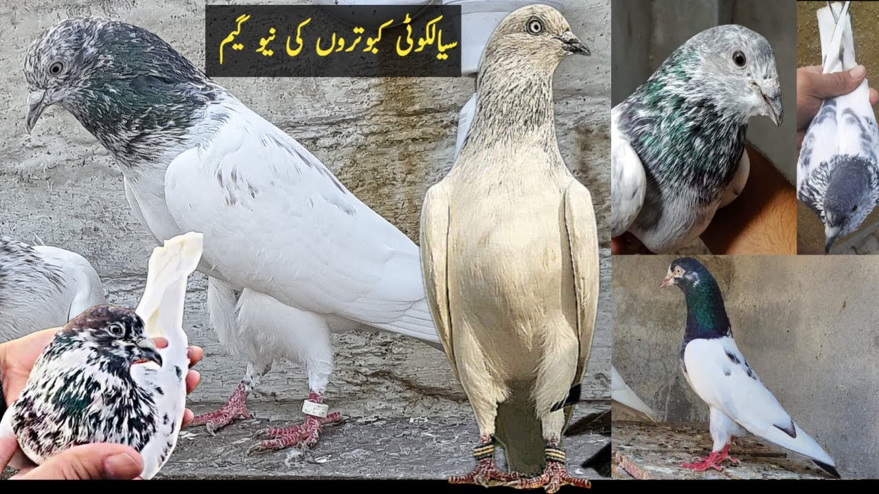 Sialkoti Kabootar 