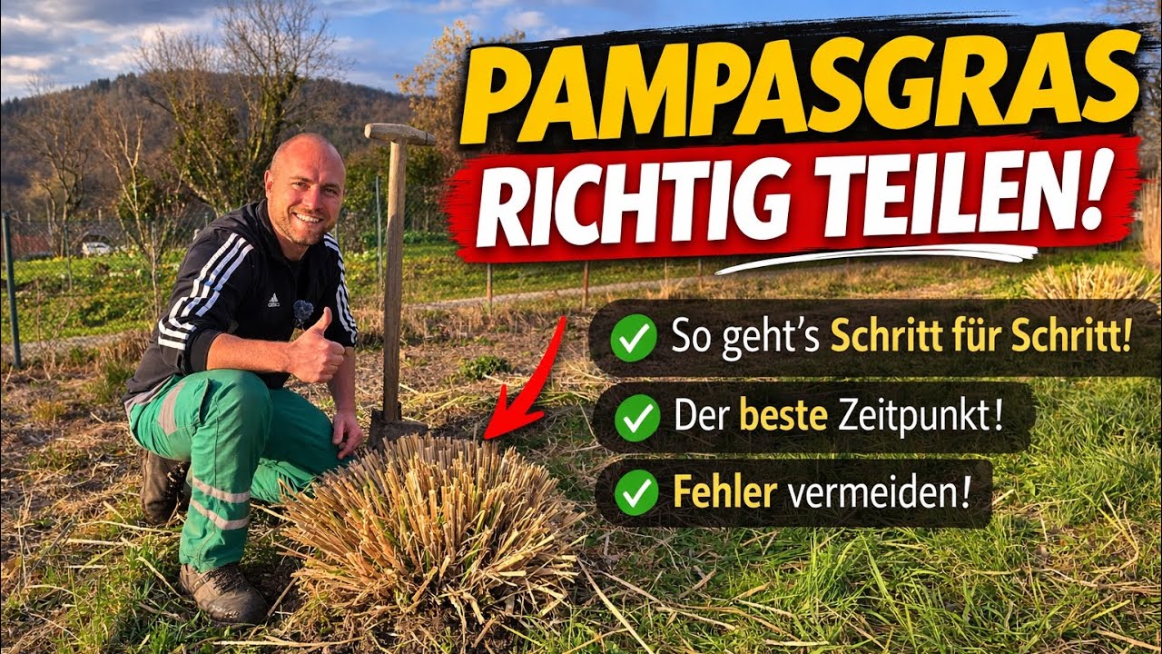 Pampasgras im März vermehren 🌾 So teilst du es ganz einfach