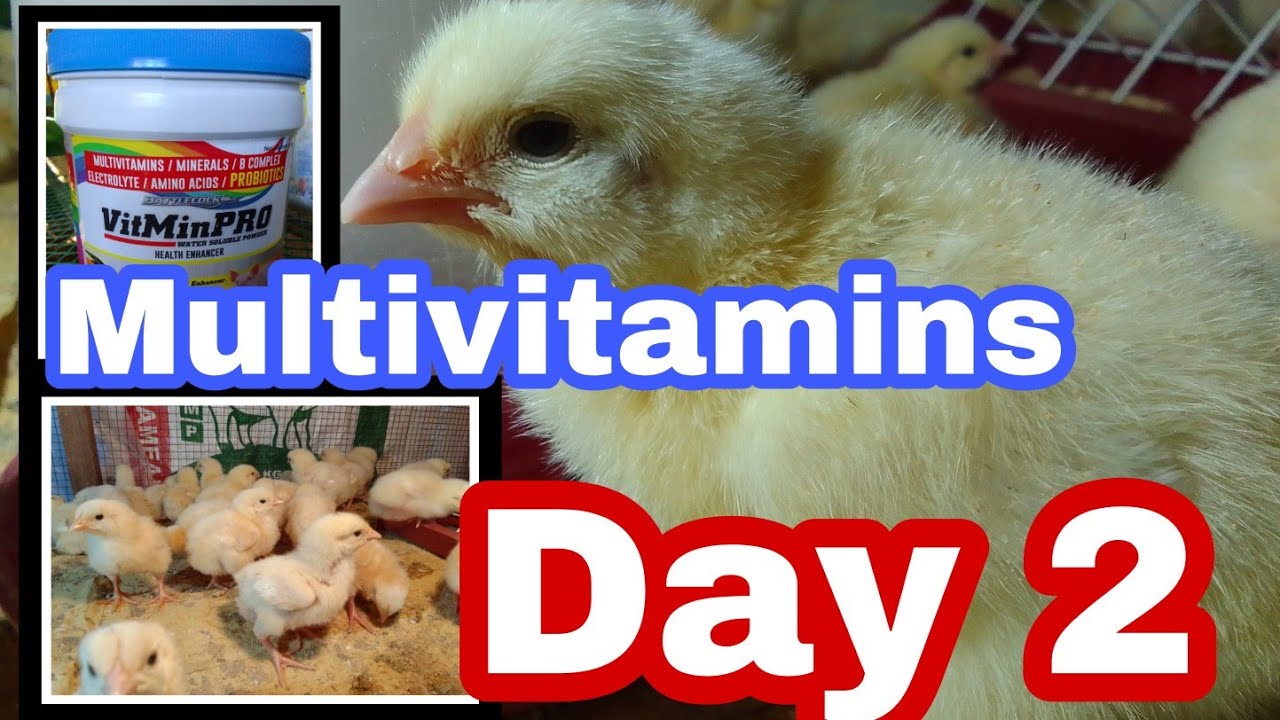 Paano mag alaga ng 45 days na manok?/DAY 2/Multivitamins/daily routine/Shryl28