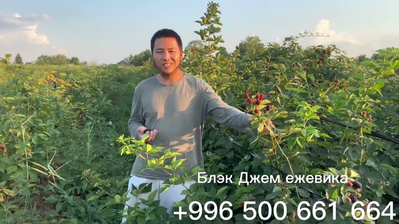 Ежевика жонундо аябай жакшы тушундуруп бердим… Блэк Джем сорту… Ремонтантный сорт…
