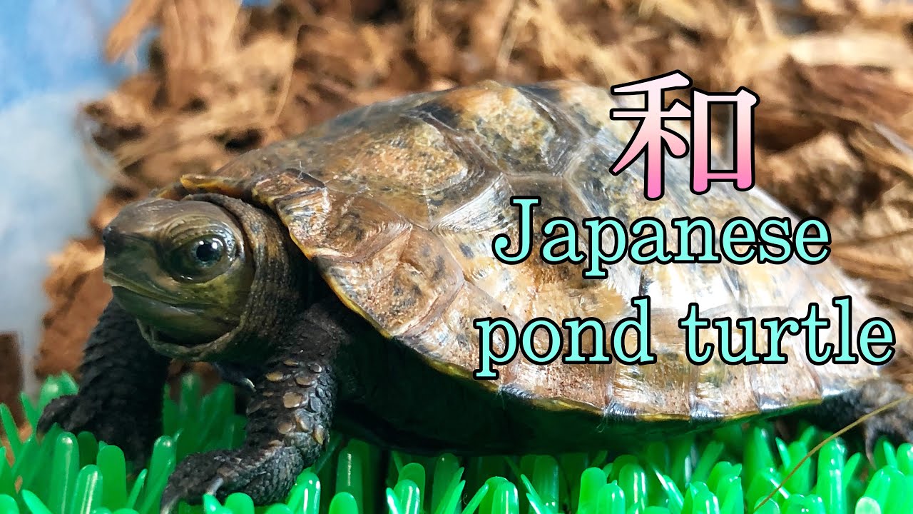The Simple Setup - Japanese Pond Turtle ニホンイシガメの飼育環境