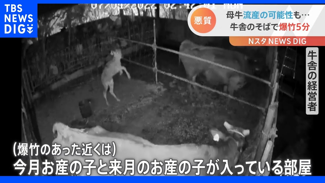暗闇の牛舎に突然の爆竹！“卑劣な行為”に憤り　出産間近の牛は「流産の危険」も｜TBS NEWS DIG