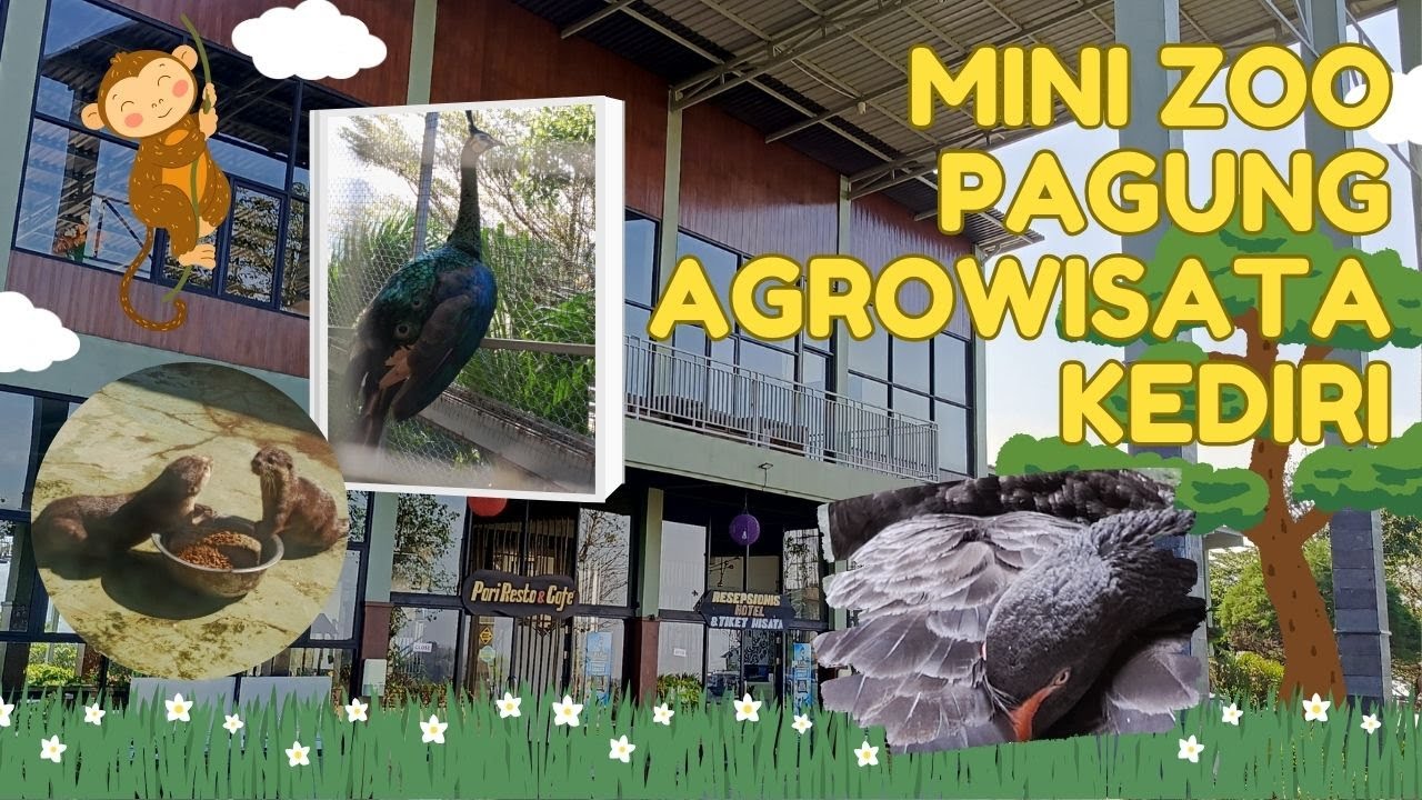Update Suasana Terkini Pagung Agrowisata Kediri lihat Hewan   hewan