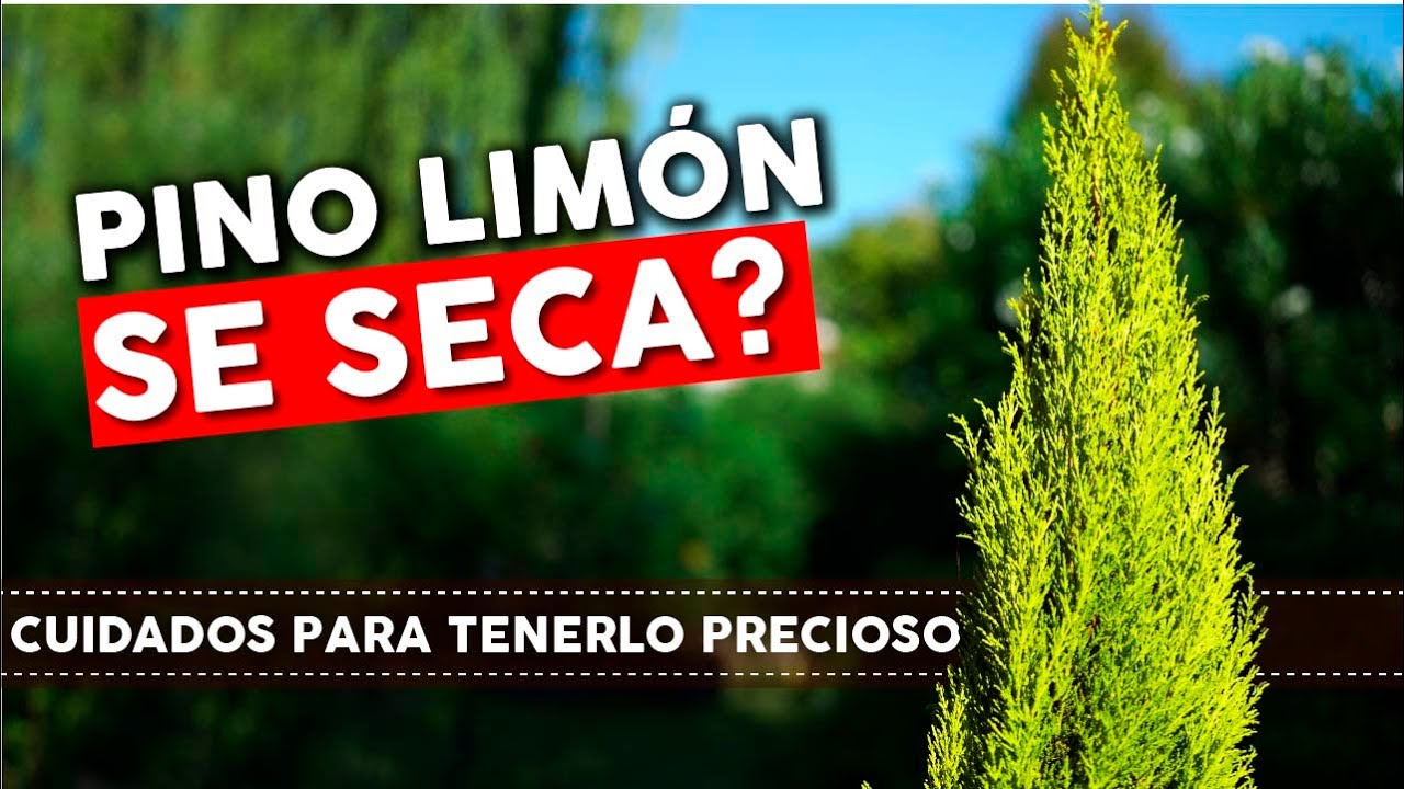 Cuidados del Pino Limon Ciprés.  Consejos para que no se seque!
