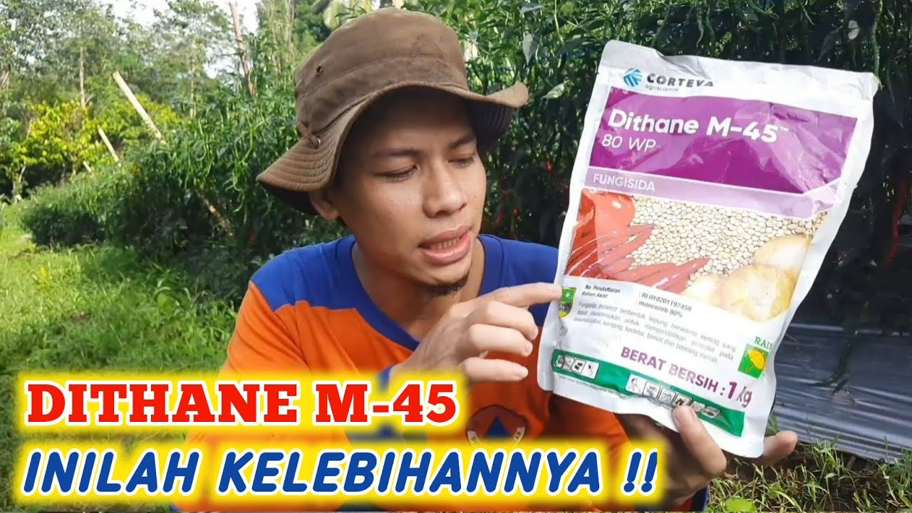 KELEBIHAN FUNGISIDA DITHANE M-45 UNTUK TANAMAN CABE