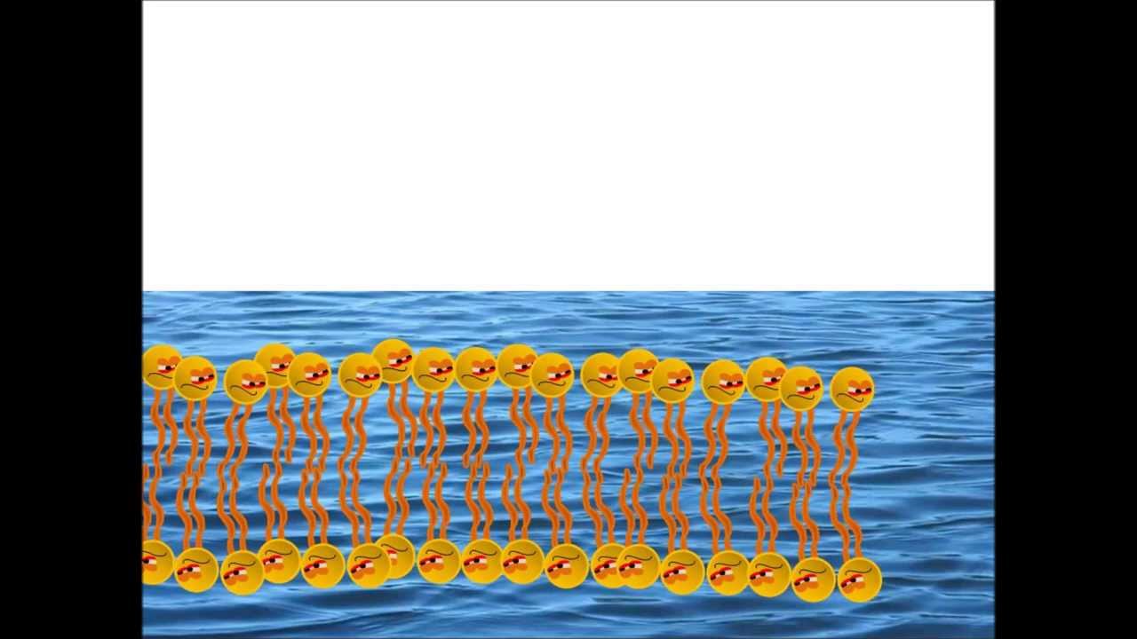 Self Assembly of a Phospholipid Bilayer