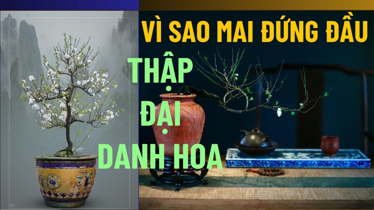 Vì Sao Nhất Chi Mai Được Tôn Là Danh Hoa Bậc NhấtHoa#NhatChiMai#CayCanhNgheThuat#Bonsai