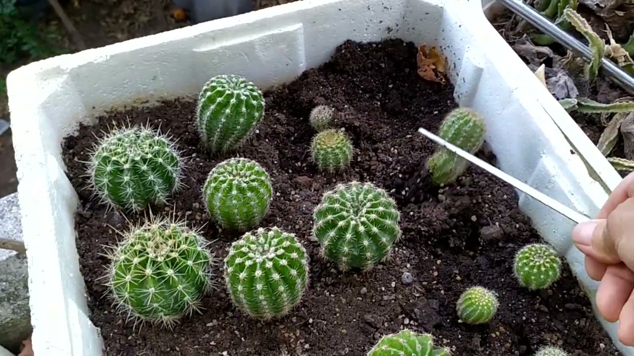 Güzel yavru kaktüs kargosu oldu alana hayırlı olsun.#cactus #azerbaycan #succulent