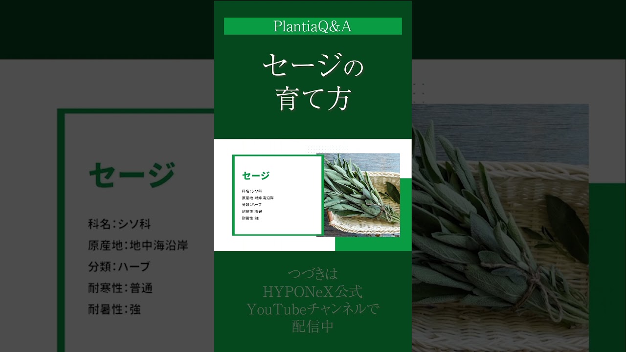 ☘249：【Q&A】セージの育て方｜健康に育てるコツや収穫方法は？水やりや肥料など、日々の管理もご紹介#Shorts
