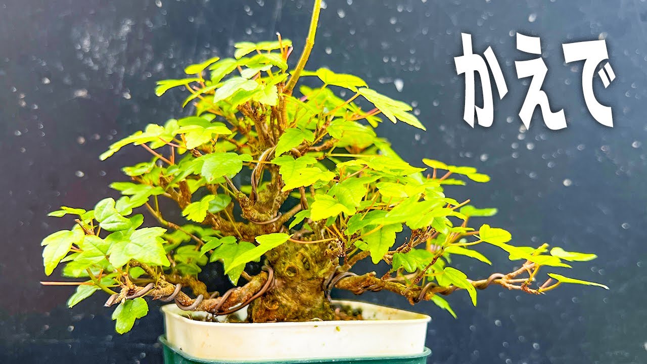 【KED8】カエデの片葉刈り #盆栽 #bonsai