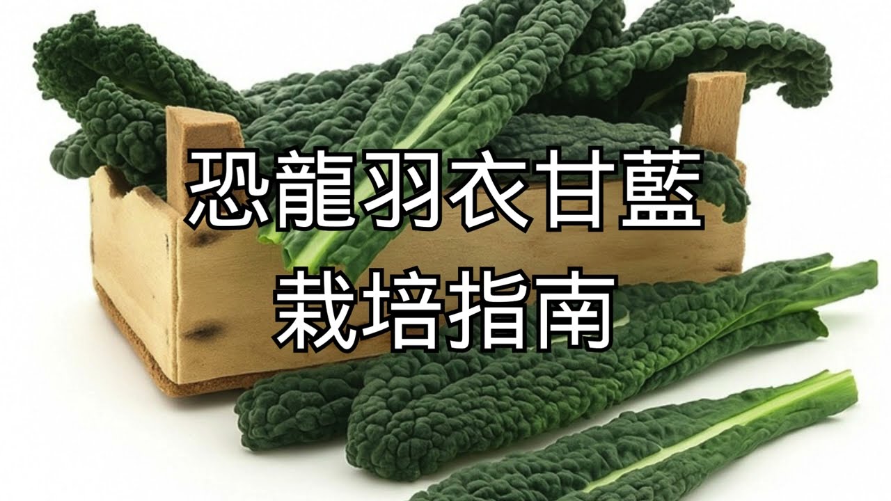 恐龍羽衣甘藍栽培指南