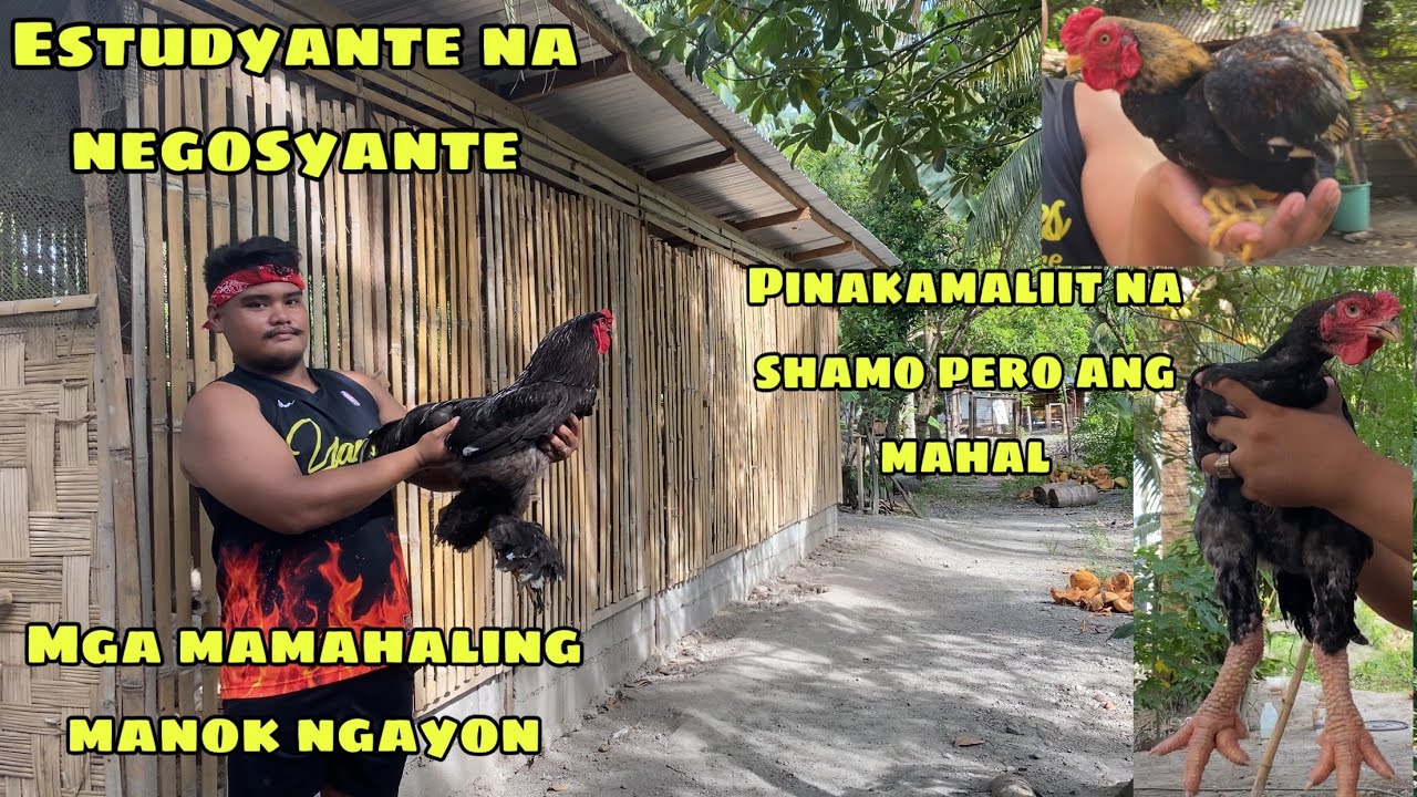 ESTUDYANTE NA KUMIKITA NG 25-40K KADA BUWAN DAHIL SA MGA MAMAHALING MANOK  NA ALAGA | GENSAN CITY