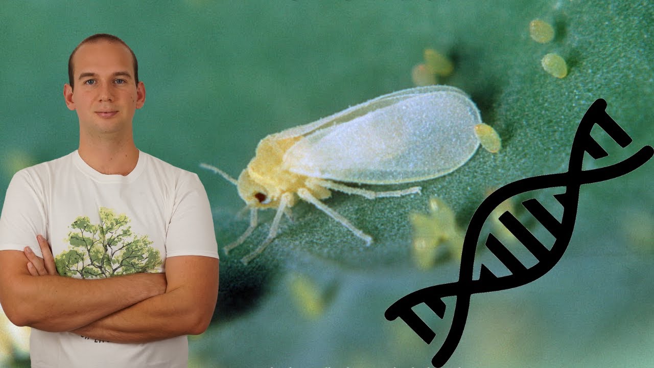 L'insetto che ha RUBATO un GENE alle Piante