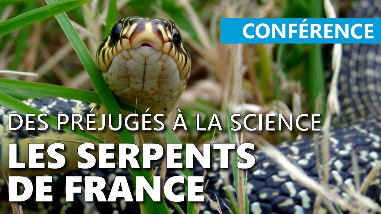 CONF' | Les serpents de France