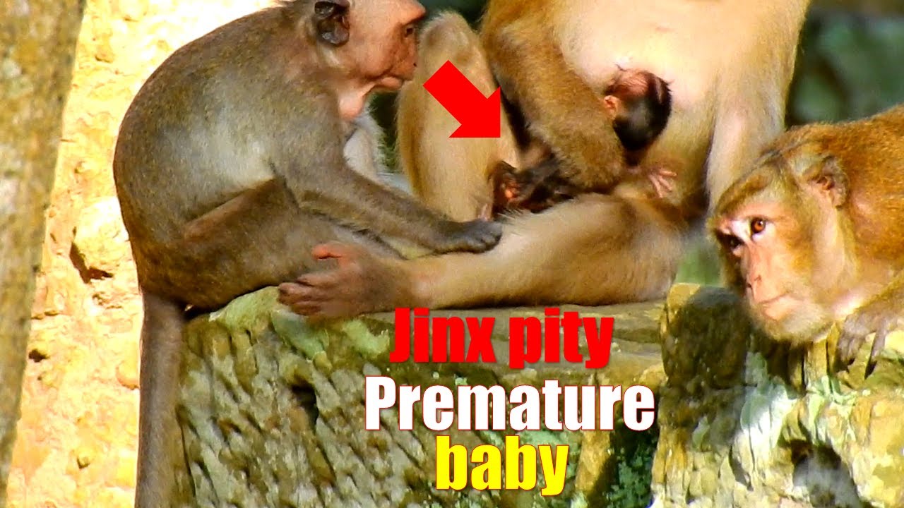 Jinx feel pity for poor premature baby monkey, Jinx visit poor baby Rainbow