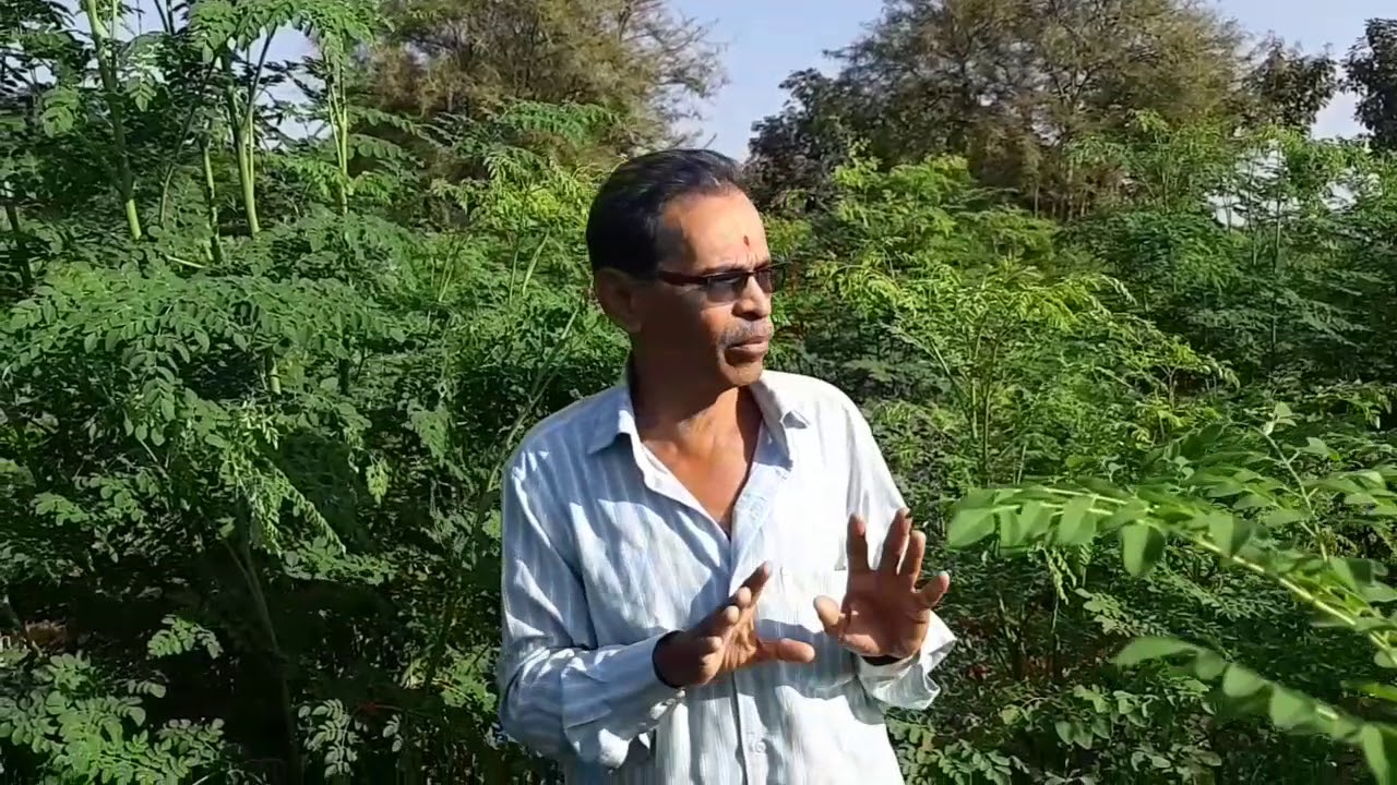 agricultural of moringa leaves