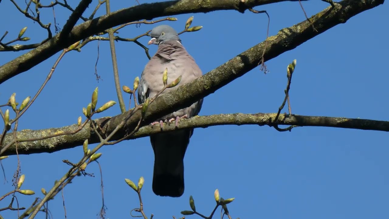 A Wood Pigeons Year