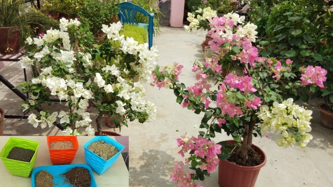 Best potting soil for bougainvillea
