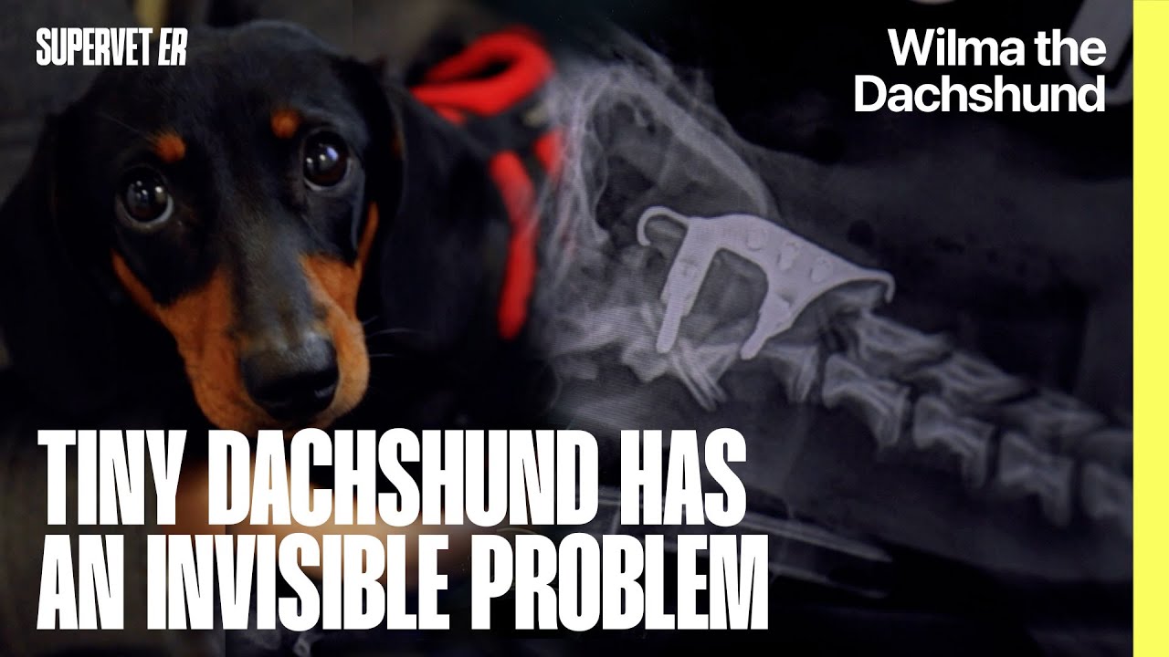Hope for Tiny Miniature Dachshund with Invisible Problem | Supervet ER
