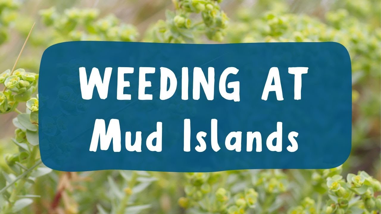 Volunteers remove weeds at Mud Islands