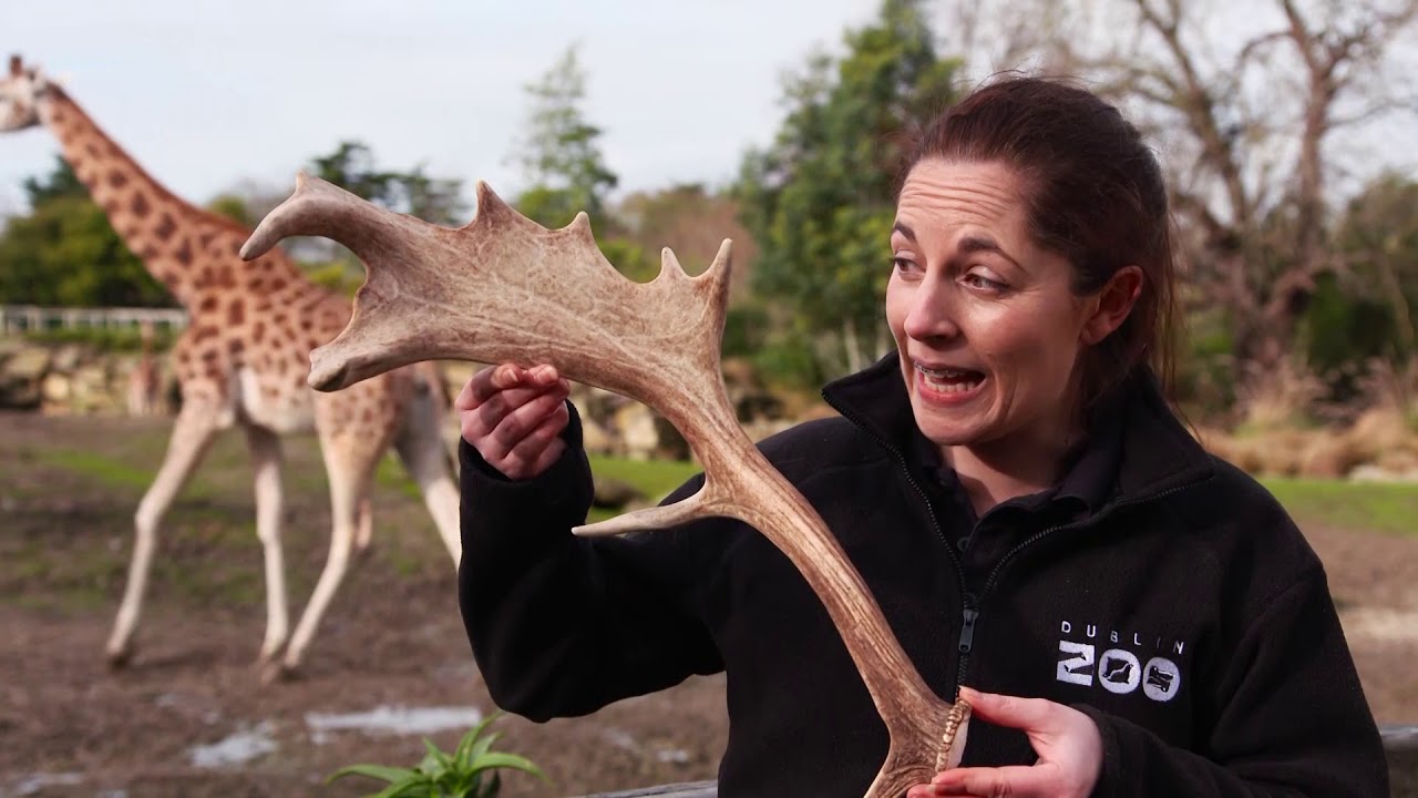 Dublin Zoo Oryx | RTÉ Home School Hub | @RTÉ Kids