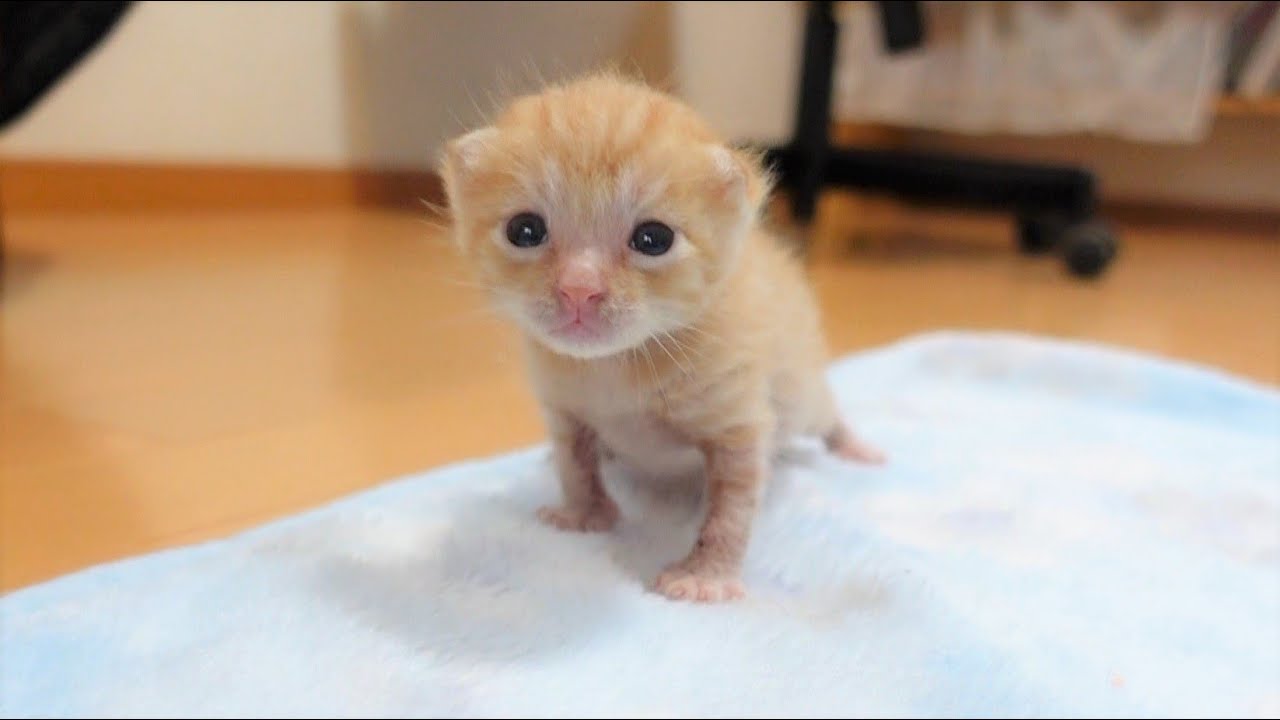 【生後14日】意気揚々と歩き出すもすぐに迷子になってしまう赤ちゃん猫