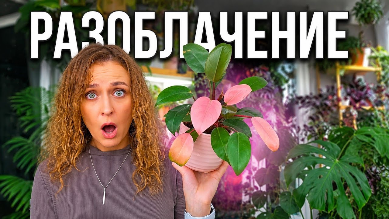 🟣🟢 ОБМАН НА РЫНКЕ РЕДКИХ РАСТЕНИЙ: за что мы платим? / Филодендрон Pink Kongo
