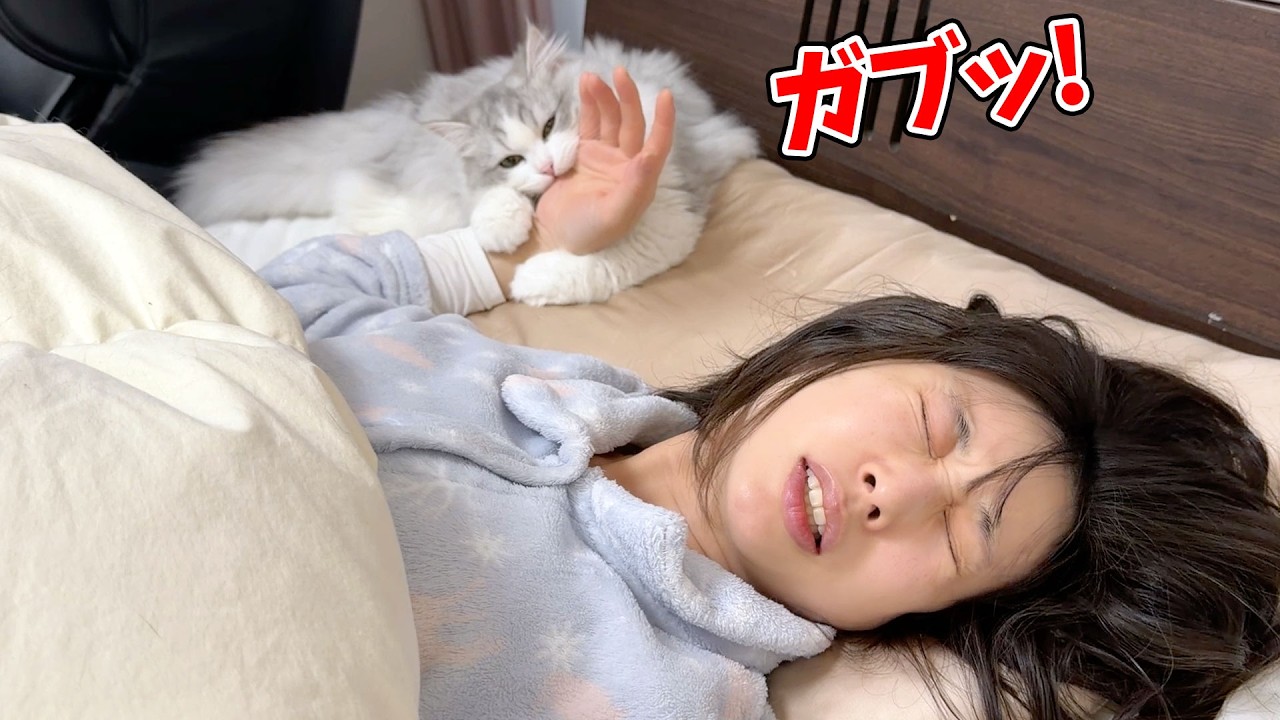 朝6時に噛み付いて飼い主を起こす子猫が怖すぎる…