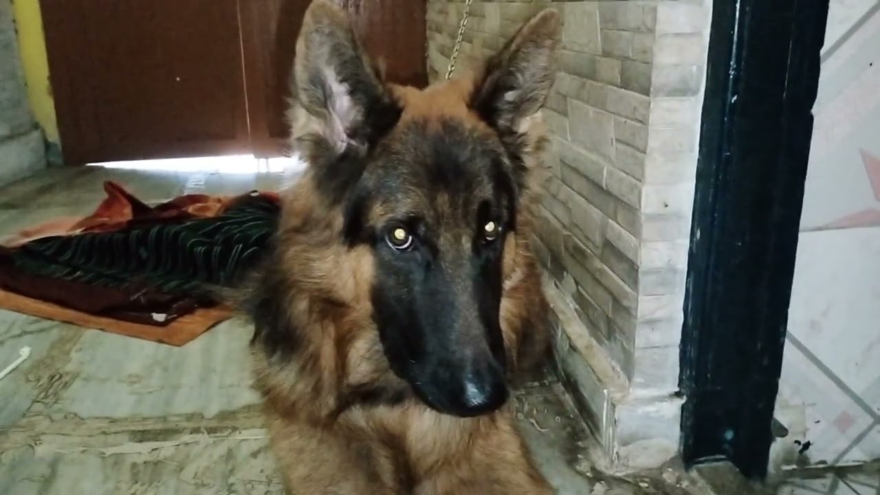 Khv hingsute rus 🌸🧿🐾 #viralvideo #germanshepherd #dance #dailyvlog 