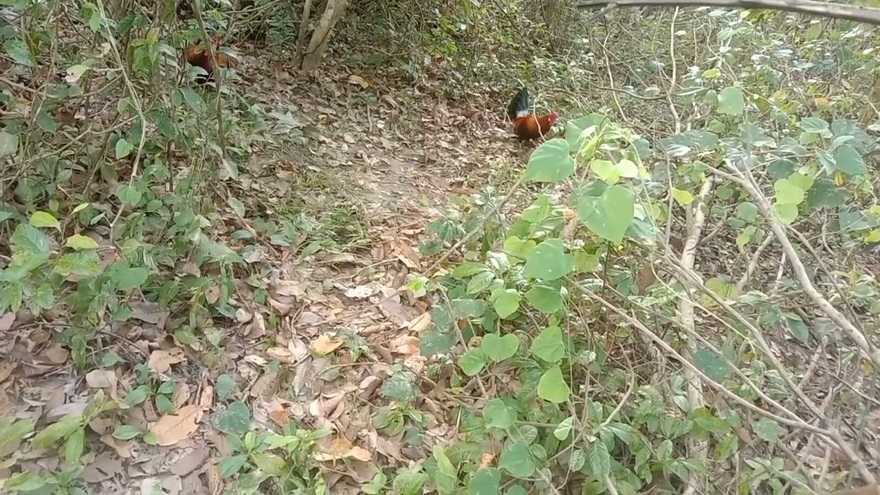 C lalak tapau ke29 tapi game hilang lepas kena barang hutan..